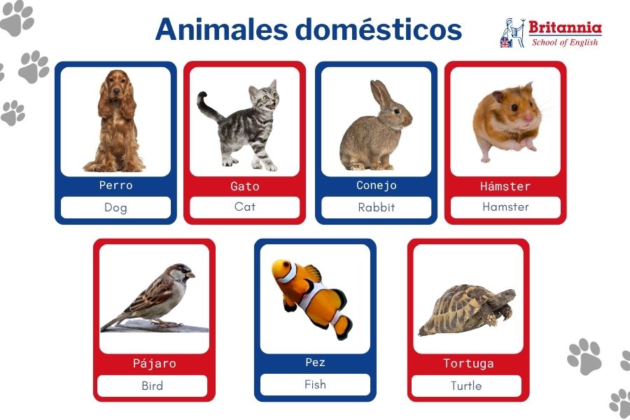 Plantilla animales domésticos en inglés para niños